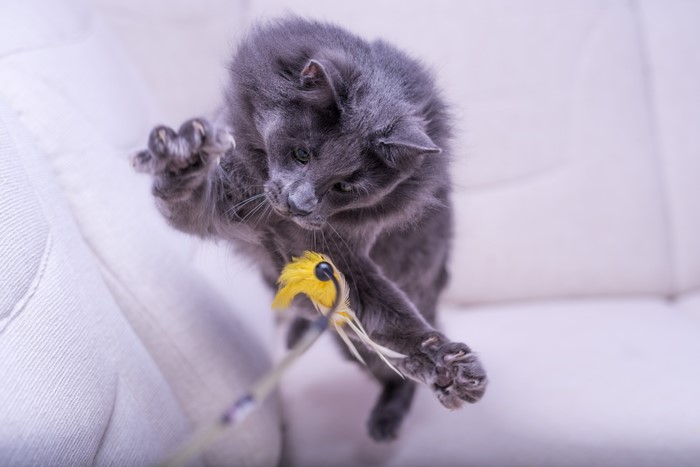 Gray cat playing with a yellow toy