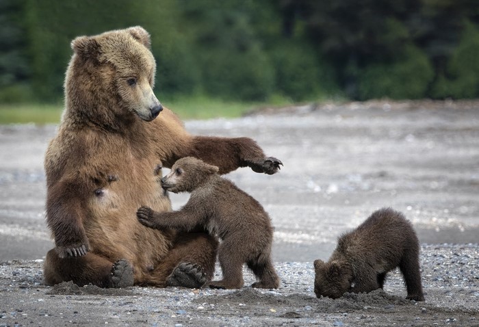 Mother Brown Bear with Two Cubs