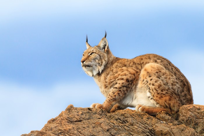 Lynx sitting on a rock
