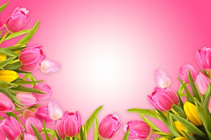 Pink and yellow tulips on a pink gradient background