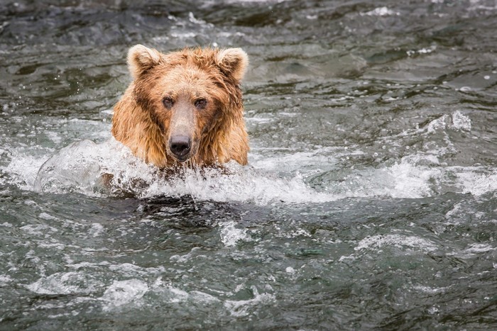 Brown bear swimming in water