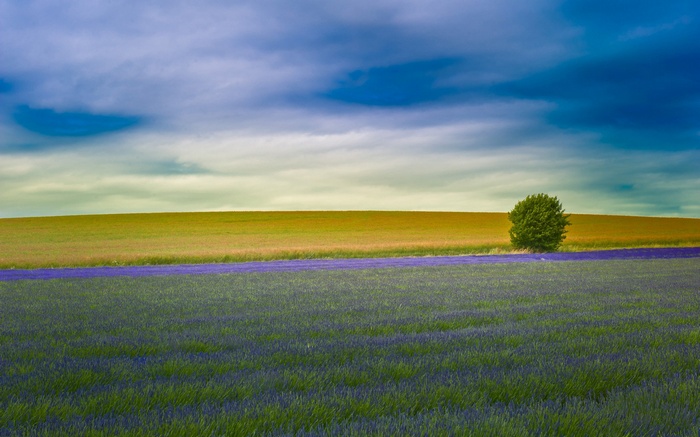 Field of lavender and wheat under a cloudy sky