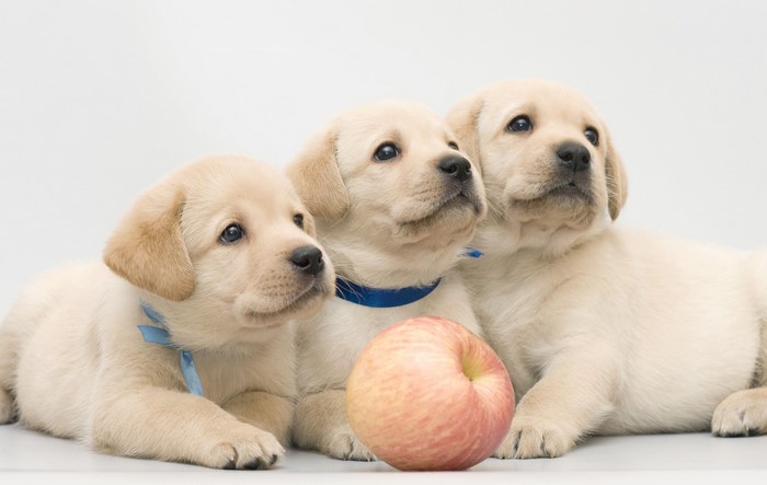Three Adorable Labrador Retriever Puppies with an Apple