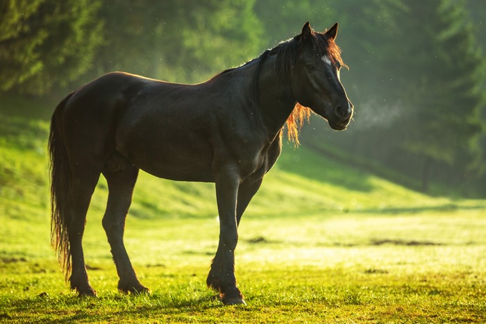Black horse standing in a grassy field
