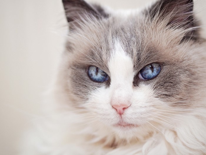 Close-up of a Ragdoll cat's face with blue eyes