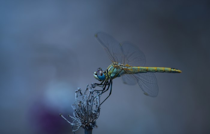 Dragonfly on a dry plant