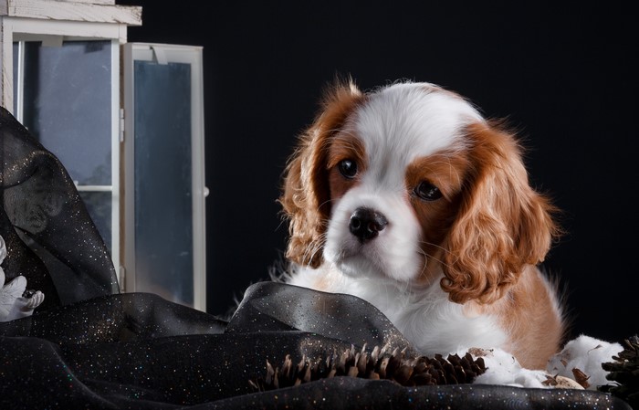 Cavalier King Charles Spaniel puppy with Christmas decorations