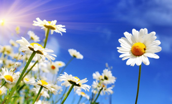 Field of Camomiles under the Sun and Blue Sky