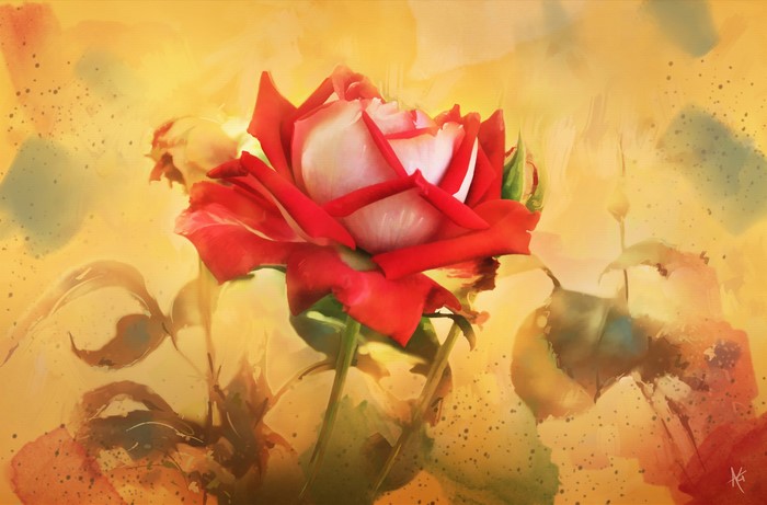Red and white rose painting art