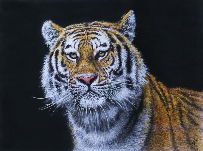 Tiger painting with black background