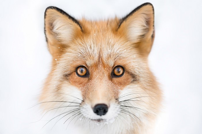 Close-up of a Red Fox's Face in Snow