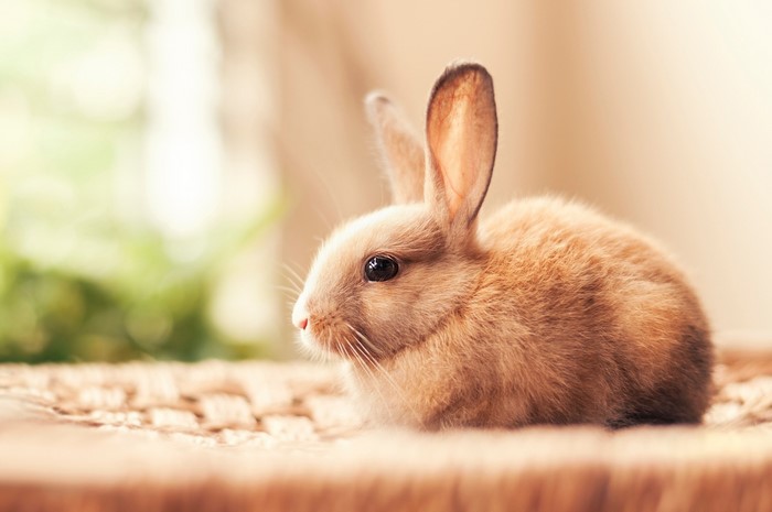 A cute brown bunny rabbit sitting on a woven surface