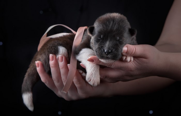 Puppy held in hands with pink ribbon