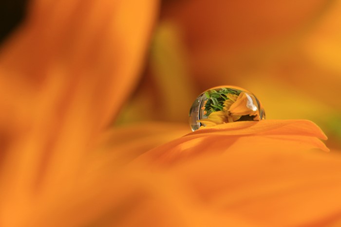 Macro shot of a water drop on an orange flower petal