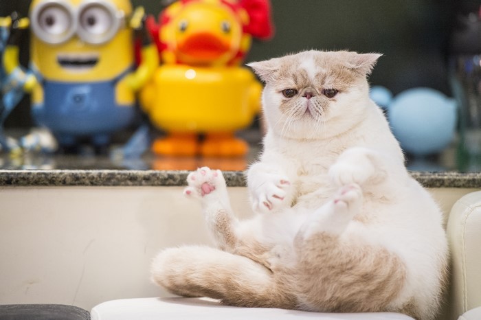 Exotic Shorthair cat sitting with toys