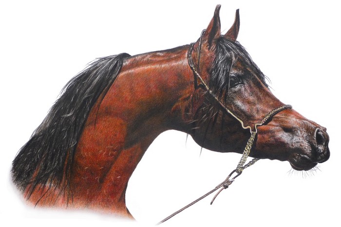 Painting of an Arabian horse head with a bridle