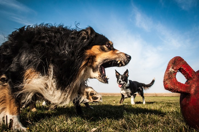 Two dogs playing with a red toy