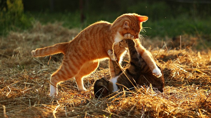 Two cats fighting in hay