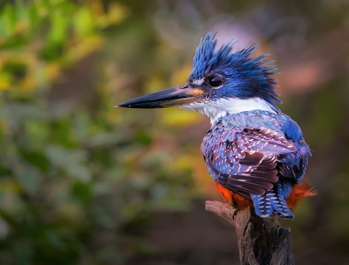 Kingfisher perched on a branch