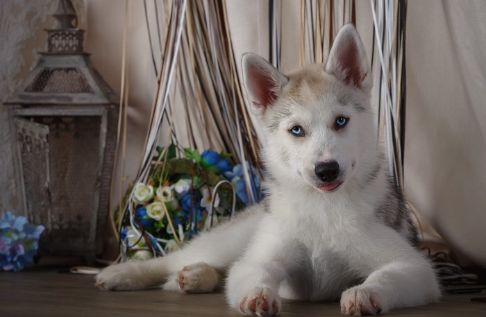 Husky puppy with blue eyes