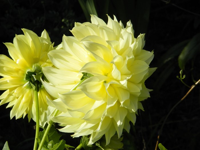 Two yellow dahlias in sunlight
