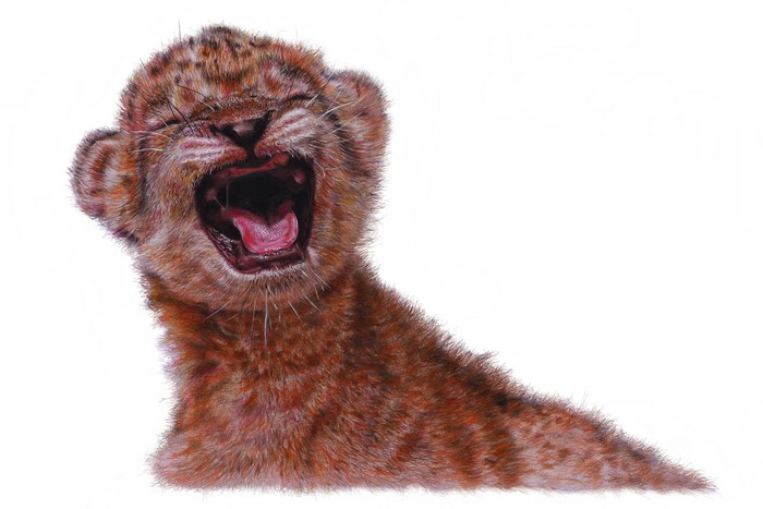 Lion cub yawning on a white background