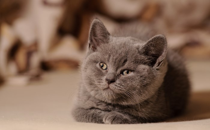 Cute Grey Kitten Glancing