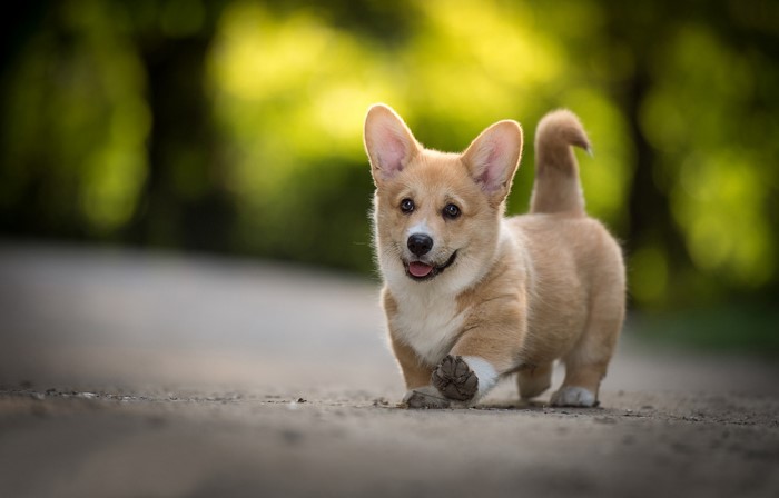 Pembroke Welsh Corgi puppy running on a path
