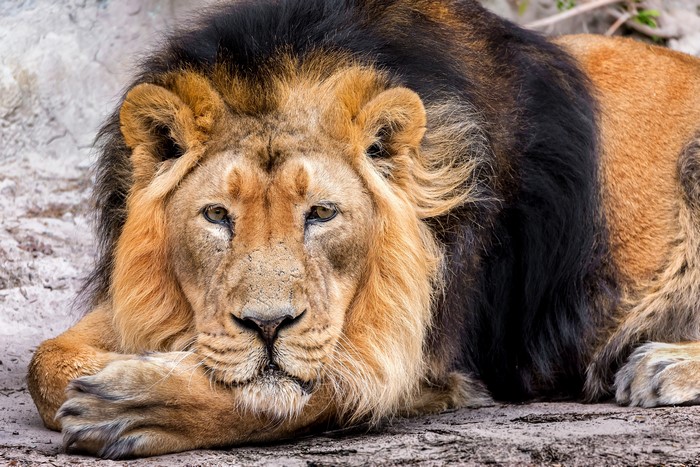 Lion with dark mane