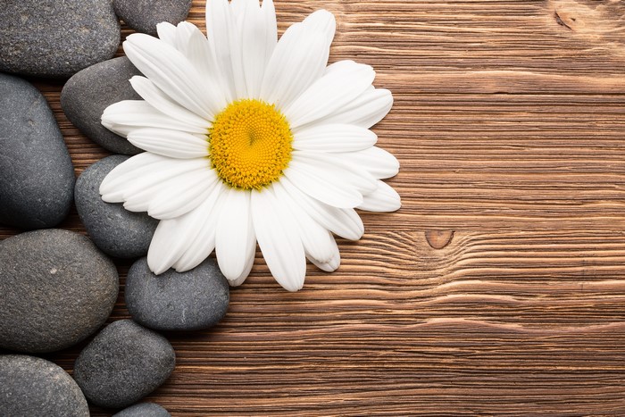 Daisy flower and stones on wooden background