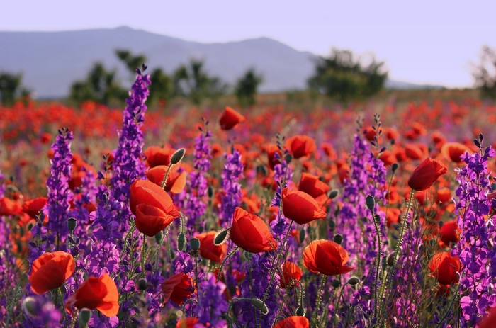 Field of red poppies and purple flowers with mountains in background