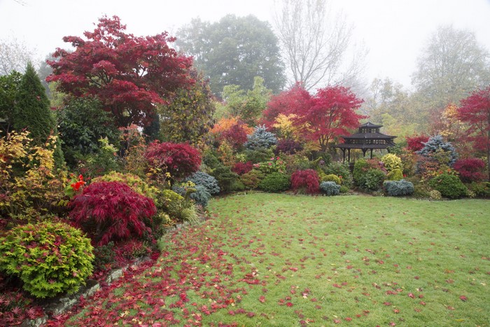Autumn garden with Japanese maple trees and a gazebo