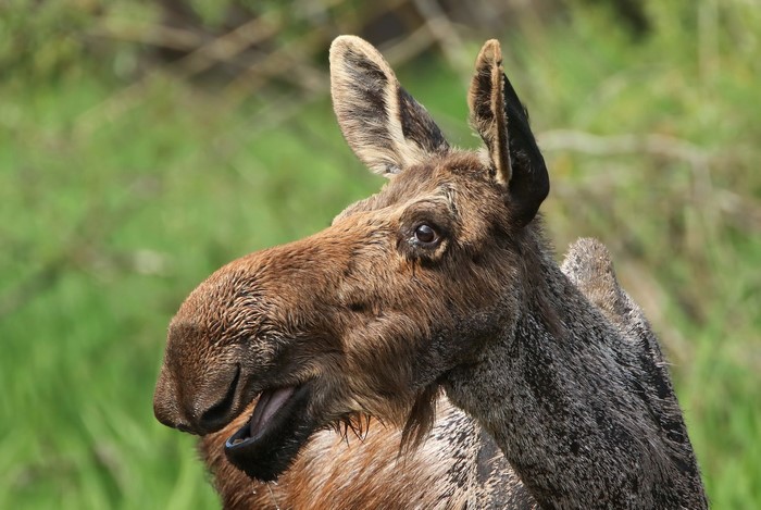 Close-up of a Moose's Head