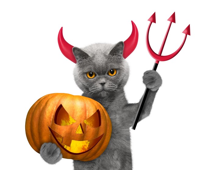 Gray cat with devil horns and trident holding pumpkin