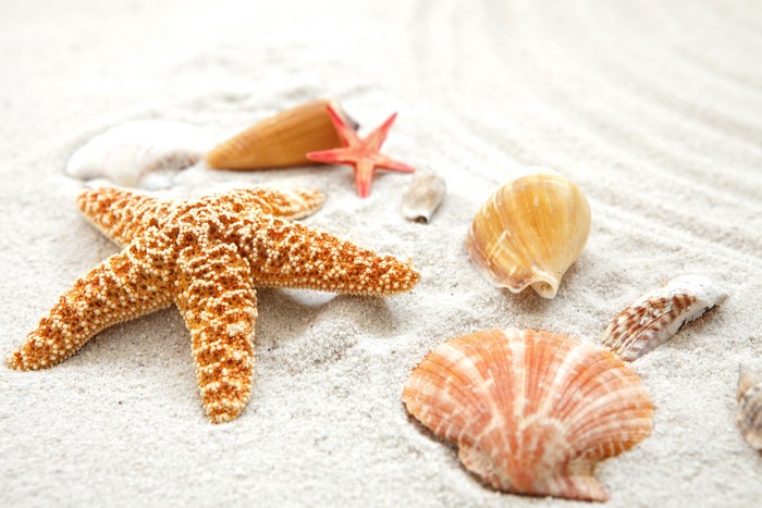 Starfish and shells on white sand