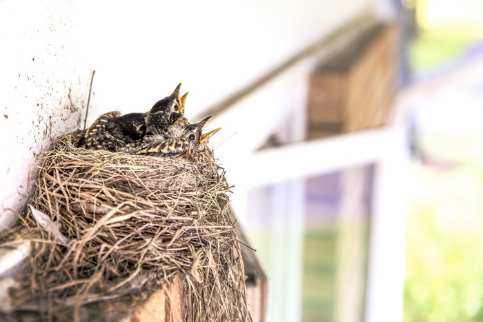Nestling birds in a nest