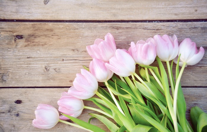 Pink Tulips on Wood Planks