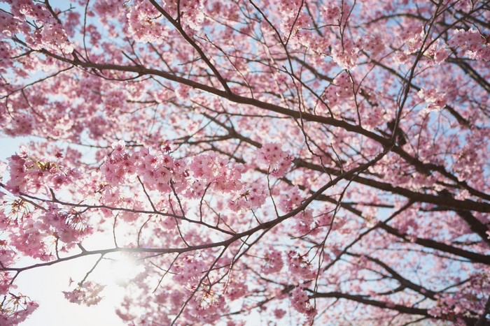 Cherry Blossoms on Branches