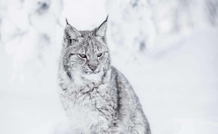Lynx sitting in the snow