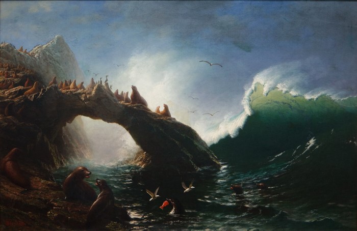 Seals on Farallon Island with a Large Wave