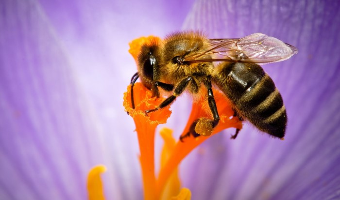 Bee collecting pollen from a purple flower