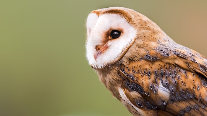 Close-up of a Barn Owl