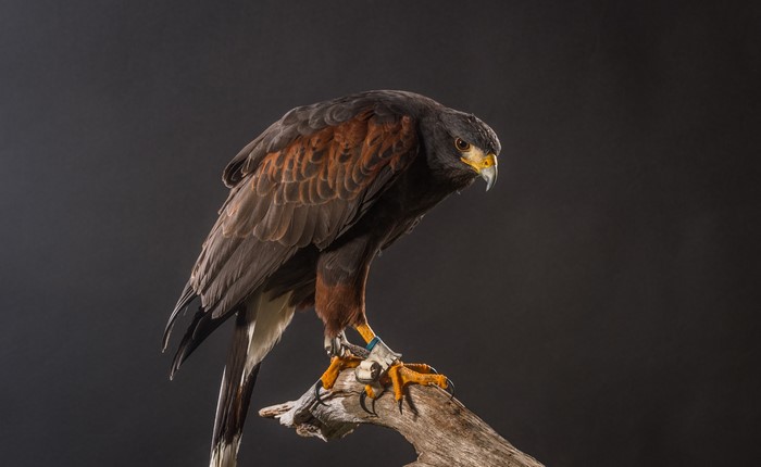Harris Hawk perched on a branch