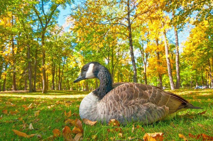 Canada Goose in Autumn Park