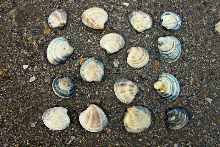 Collection of seashells on wet sand