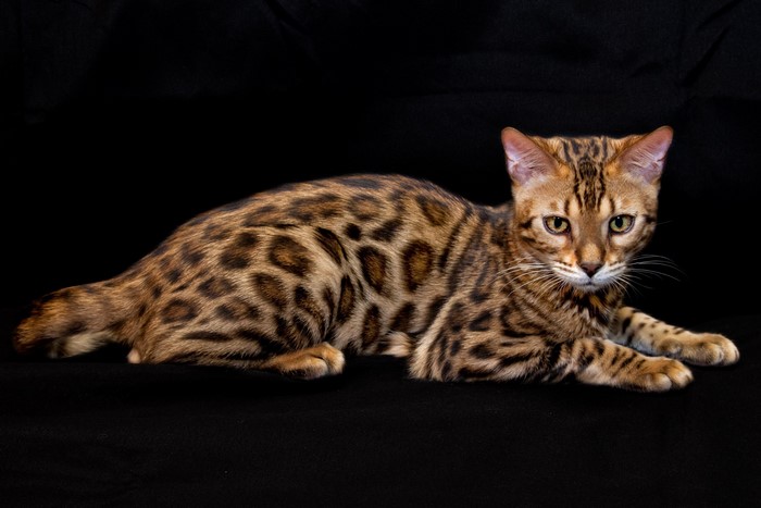 Bengal cat with leopard spots on black background