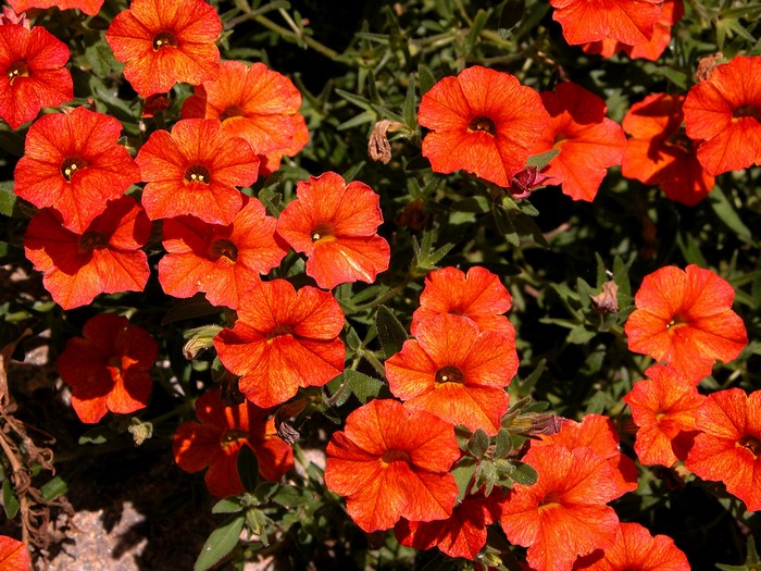 Close-up of Red Calibrachoa flowers