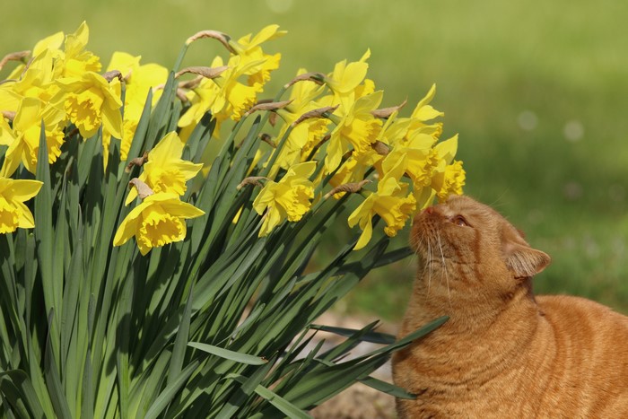 Orange Cat Sniffing Yellow Daffodils