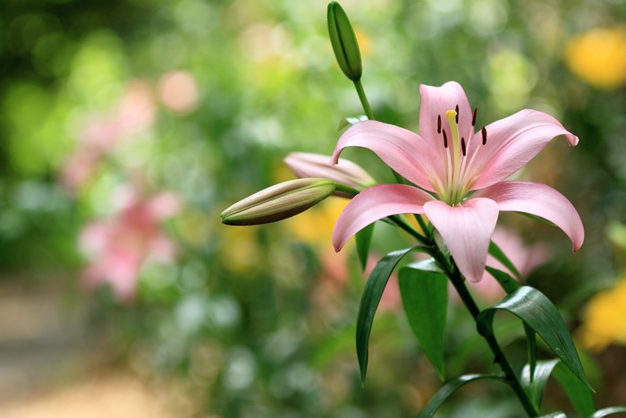 Pink lily flower and buds in garden