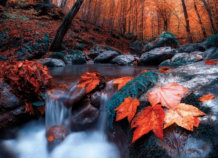Autumn forest stream with fallen leaves and rocks